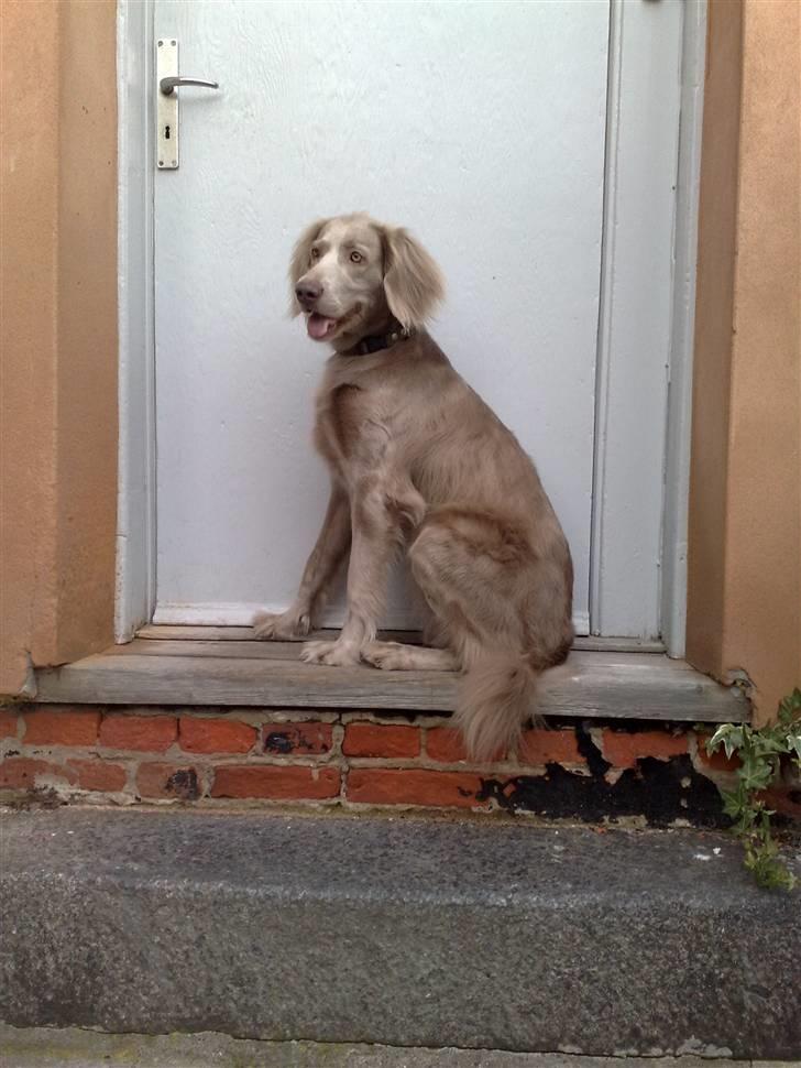 Langhåret Weimaraner Luna - Sidder fin på toppen af en trappe (; ;D billede 17