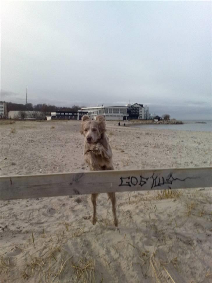 Langhåret Weimaraner Luna - Jubii (; ;D (; ;D billede 18