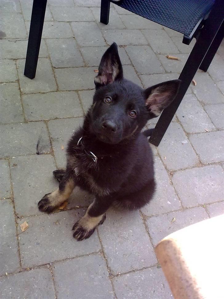 Schæferhund Kato - Kuk Kuk billede 1