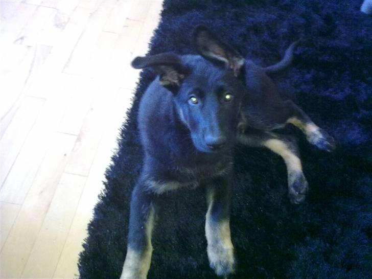 Schæferhund Kato billede 3