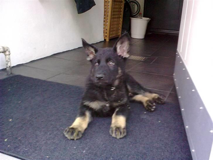 Schæferhund Kato billede 4