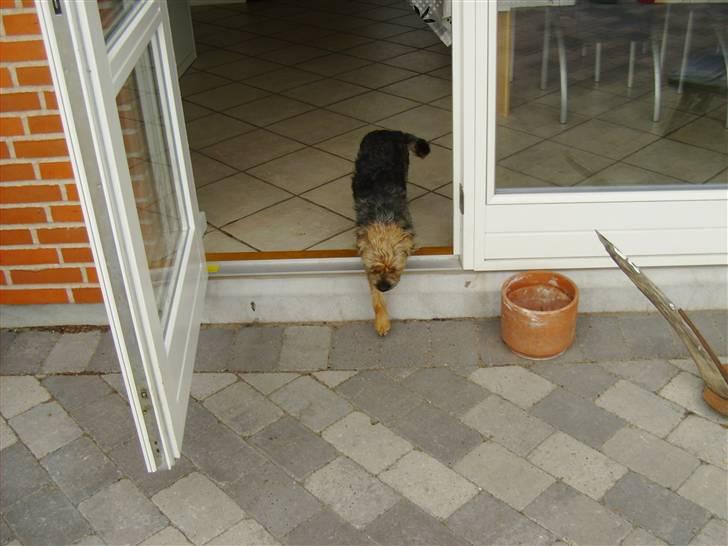 Border terrier Blue Fox billede 10