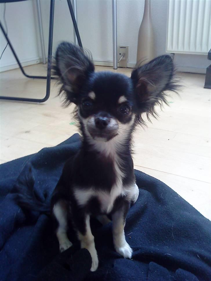 Chihuahua Fie / Fifferberg ;-) - Fie sidder lige så pænt, og gør sig til :) billede 1