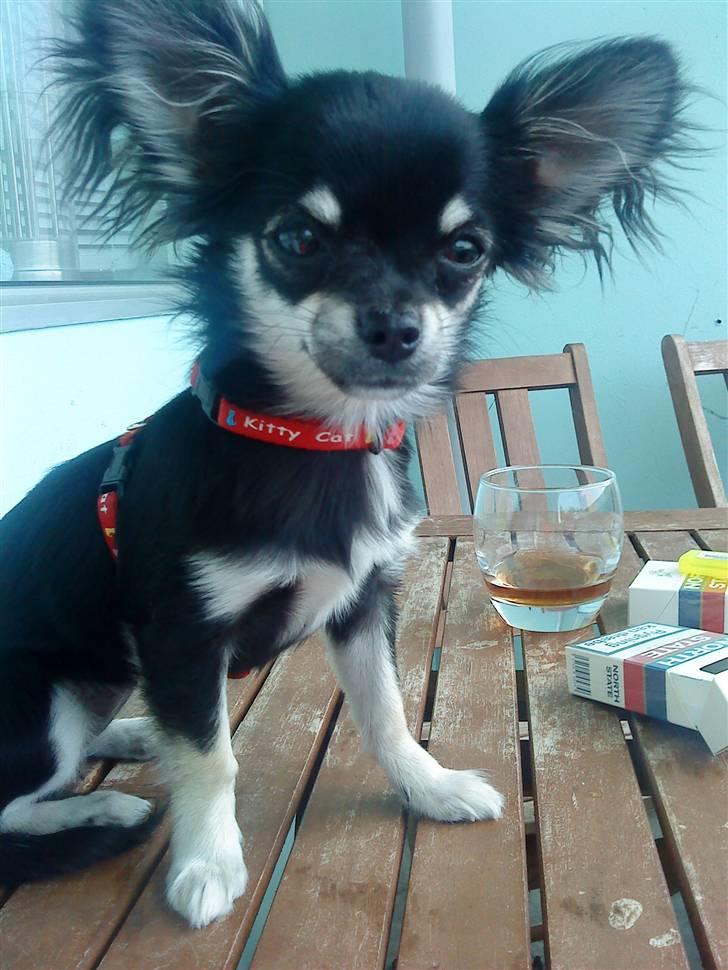 Chihuahua Fie / Fifferberg ;-) - Fie får lov at være ´uopdragen´ og sidder på bordet :) billede 4