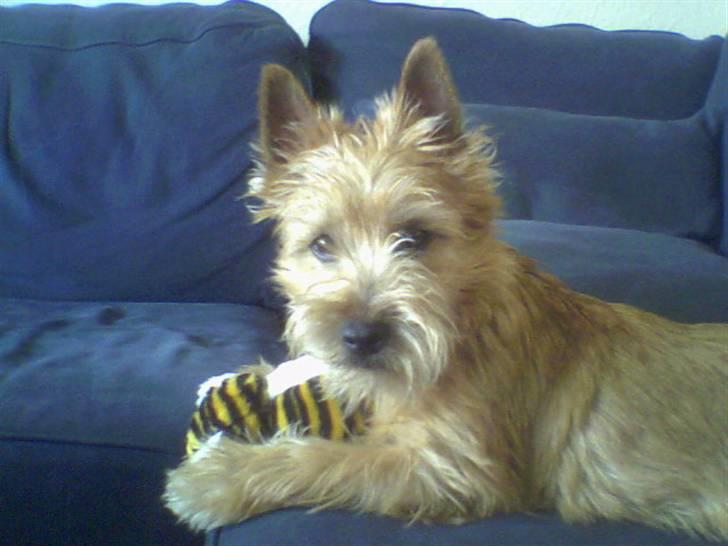 Cairn terrier Fidel - min bamse.... billede 3