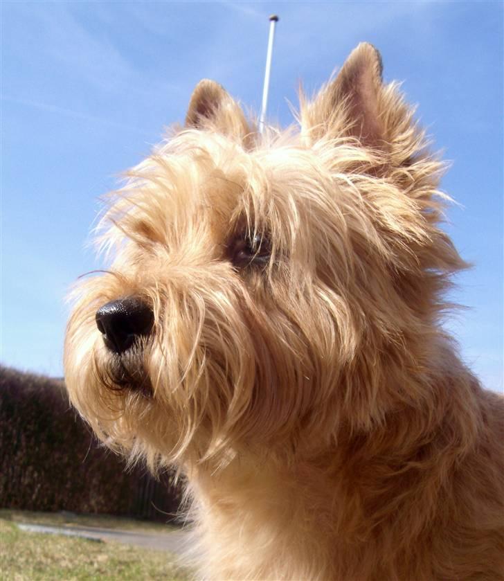 Cairn terrier Fidel - smukke fyr......Og skal jeg selv sige det er jeg faktisk rigtig god til at grave i haven. Ikke altid til min mors glæde... ;-) billede 11