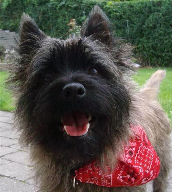 Cairn terrier Tyson - ;-)........ Hejsa og velkommen til min profil, jeg hedder Tyson. Og er altid med på lidt sjov...;-) billede 1