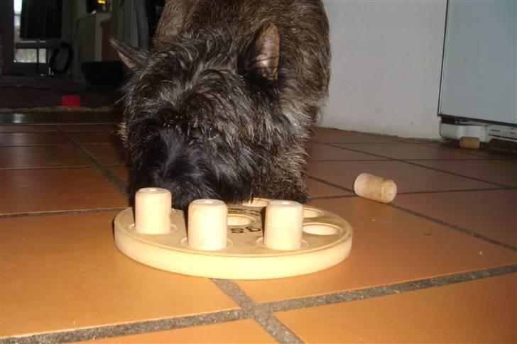 Cairn terrier Tyson - Ok, det her kan jeg altså godt finde ud af ;o) billede 13