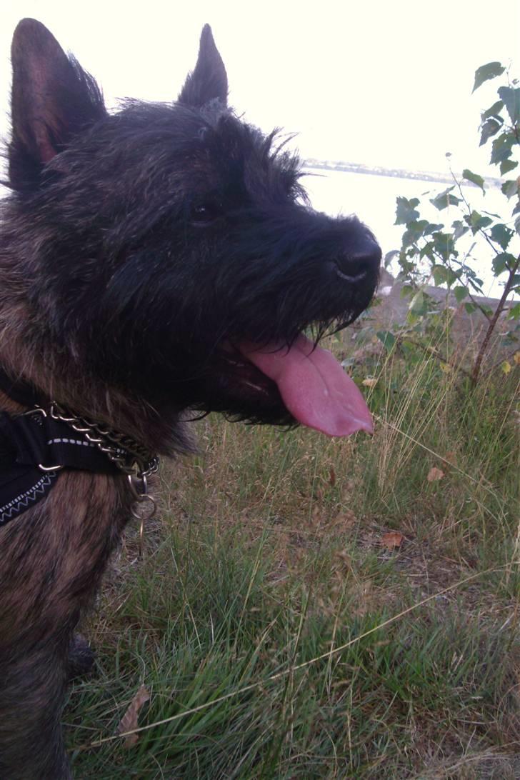 Cairn terrier Tyson - Skønt.....;-)  Mere kan jeg ikke sige til det ;o) billede 5