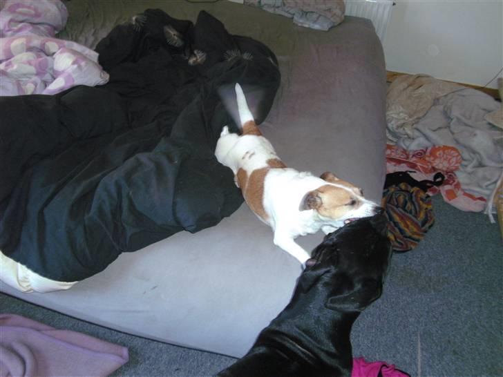 Jack russell terrier winnie - winnie kysser kane billede 1