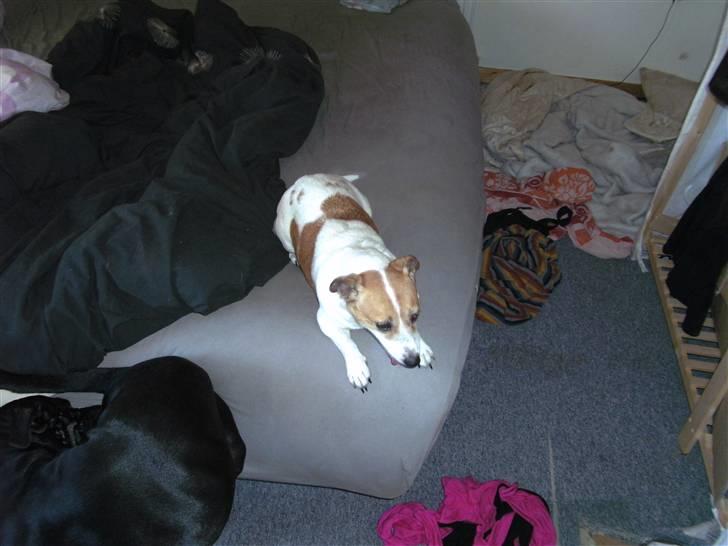 Jack russell terrier winnie billede 2