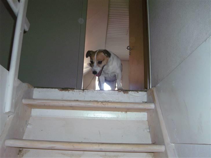 Jack russell terrier winnie - årh nej hvor er jeg højt oppe mooooaaaaar HÆLP billede 3