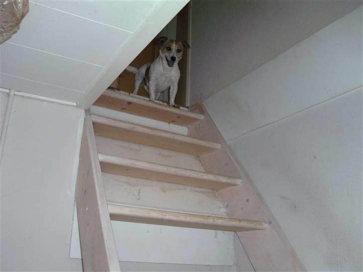 Jack russell terrier winnie billede 4