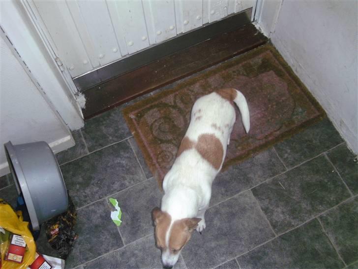 Jack russell terrier winnie billede 5