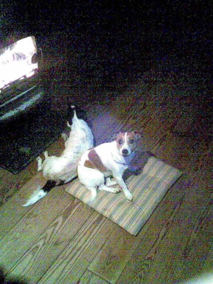 Jack russell terrier winnie - aaarh dejligt at ligge foran pejsen med min søster billede 6
