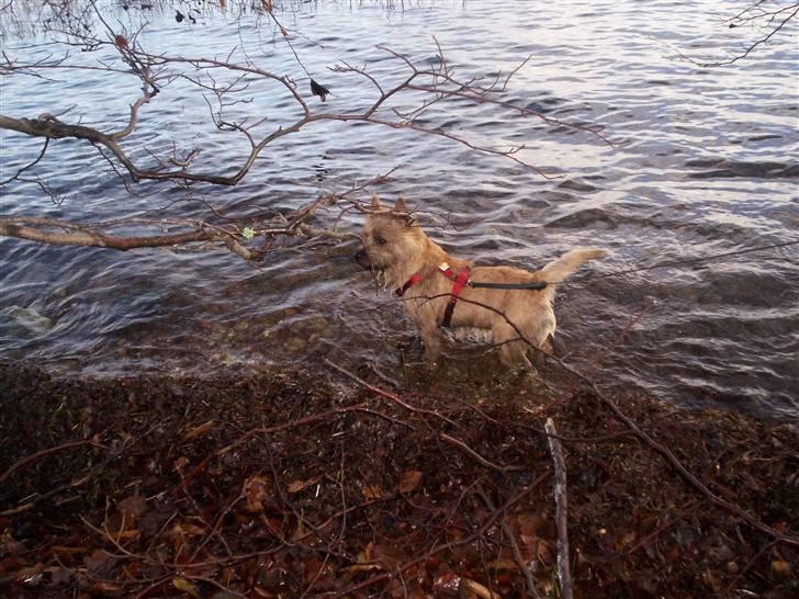 Cairn terrier Tyson - Vandet er bare skønt ;-) billede 6