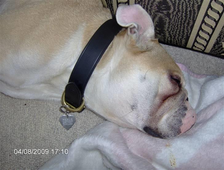 Engelsk bulldog perle billede 13