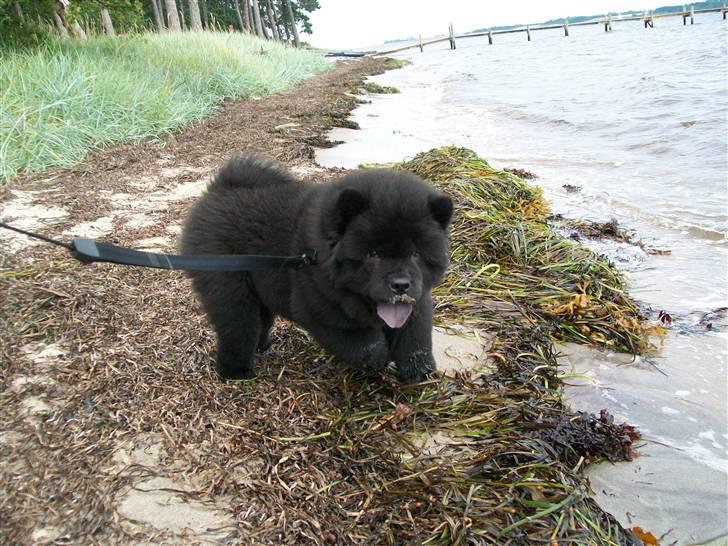 Chow chow Anton - Anton´s første tur på stranden. billede 6