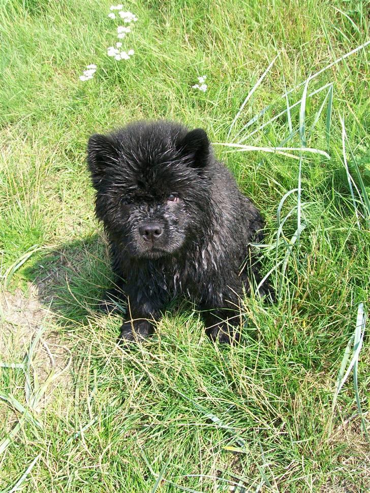 Chow chow Anton - 11 uger billede 7