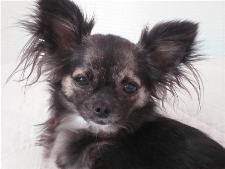 Chihuahua Misha billede 18