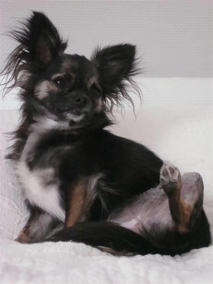 Chihuahua Misha billede 19