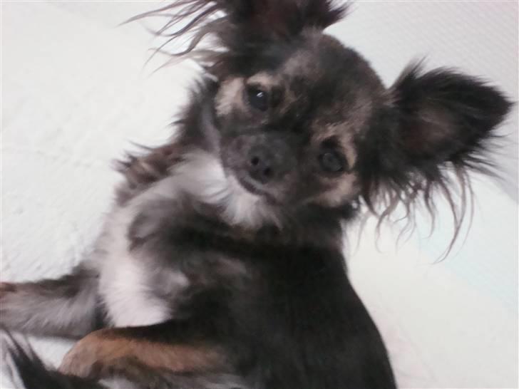 Chihuahua Misha billede 20