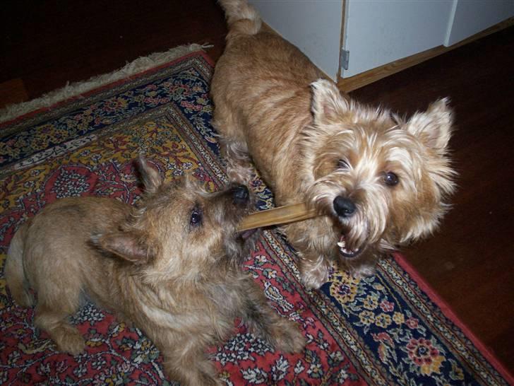 Cairn terrier Tyson - kom nu giv mig nu det ben.....  billede 4