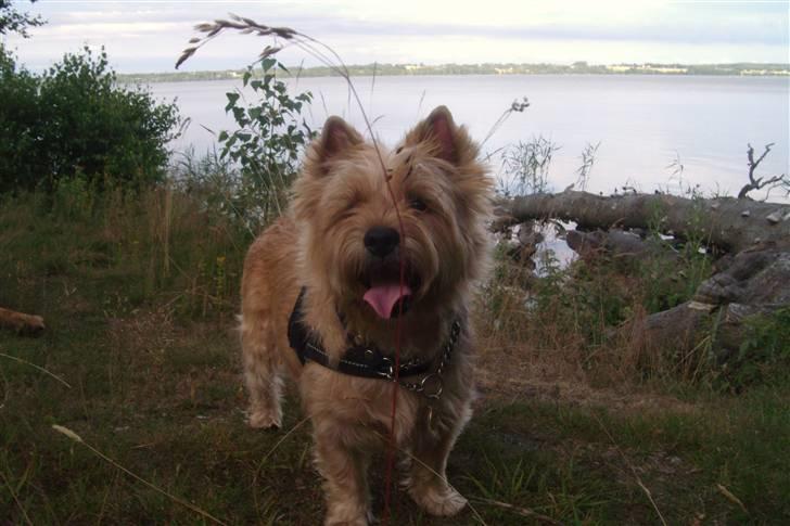 Cairn terrier Fidel - Jeg elsker at komme på lange gåture i skoven ;o) billede 7