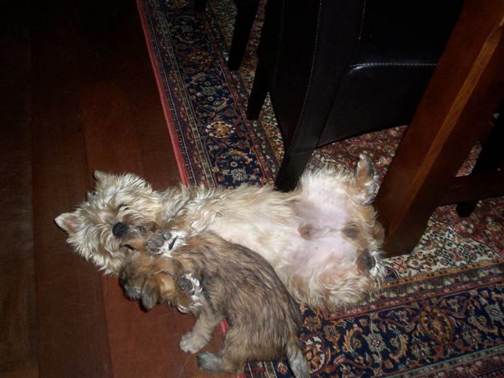 Cairn terrier Tyson - Så skal Fidel have bank.....;-) billede 3