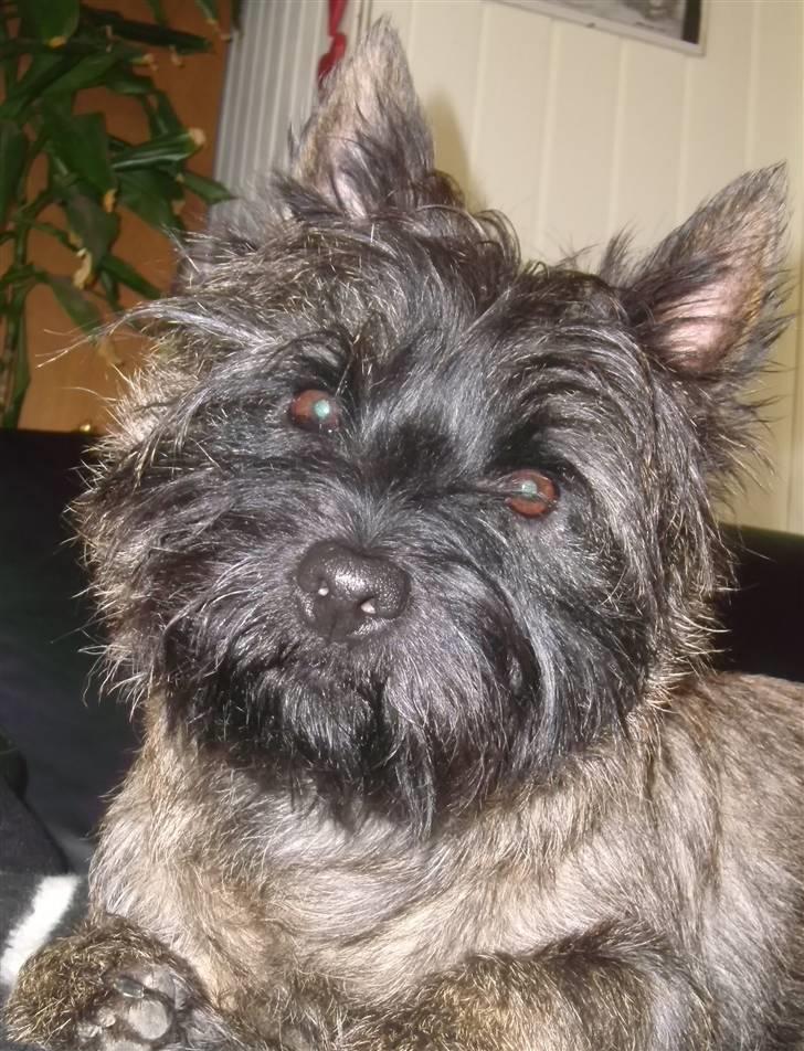 Cairn terrier Tyson - Siger du jeg er smuk, ja det ved jeg jo godt ;o) billede 15