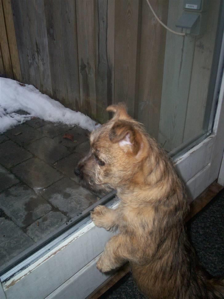 Cairn terrier Tyson - Det ser koldt ud der ude. billede 2