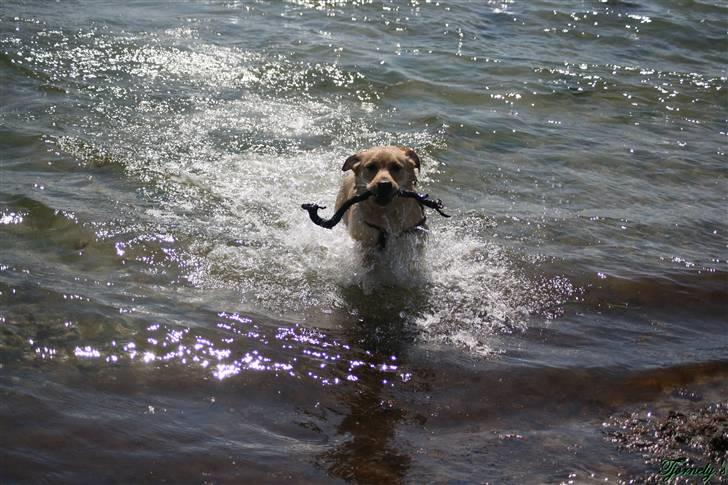 Labrador retriever Nico     31/08 billede 18