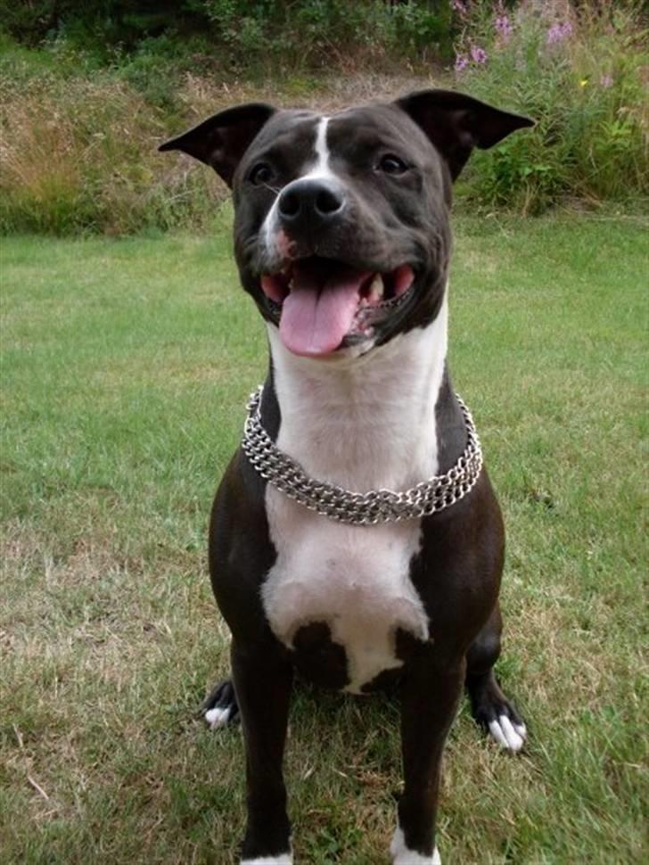 Amerikansk staffordshire terrier tika  - nyt 4/8-09 billede 6