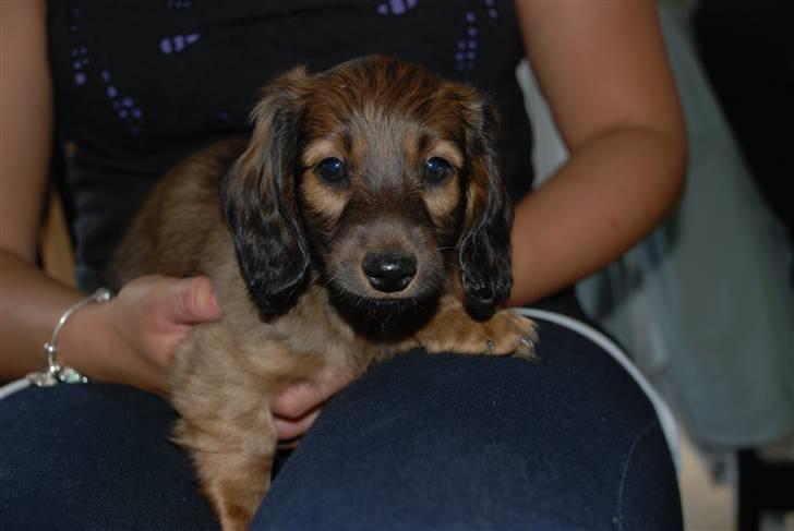 Dværggravhund Rollo - Rollo´s lille søn "Bent" billede 11