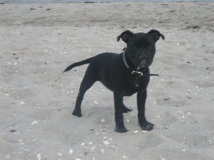 Staffordshire bull terrier Abby billede 5