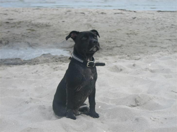 Staffordshire bull terrier Abby billede 6