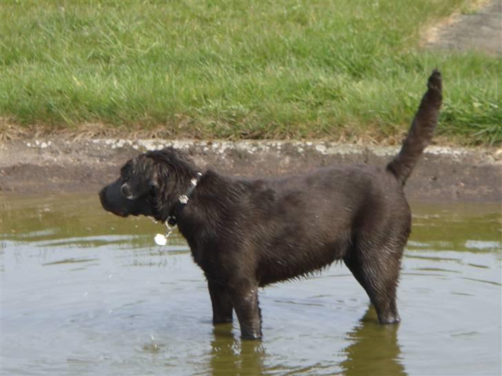 Labrador retriever Fenya - Jeg elsker disse dejlige spring vandgrave !! billede 7