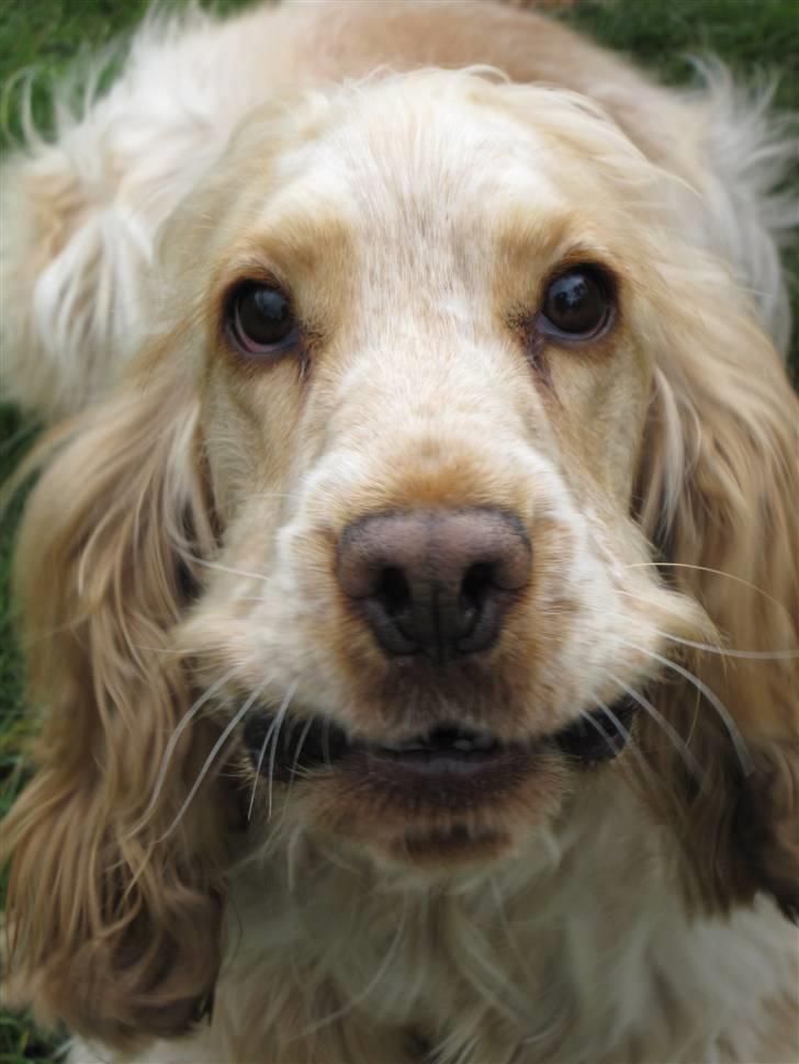 Cocker spaniel Aslan billede 19