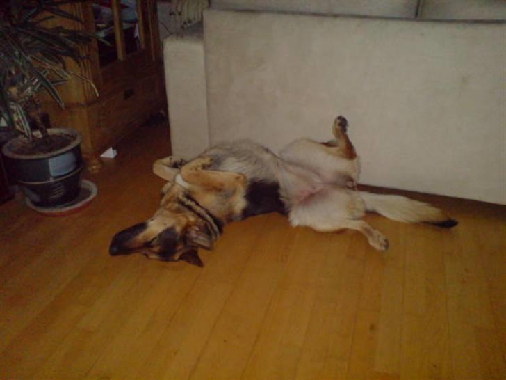 Schæferhund Leika billede 2