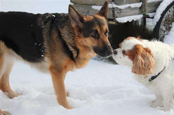 Schæferhund Leika billede 3