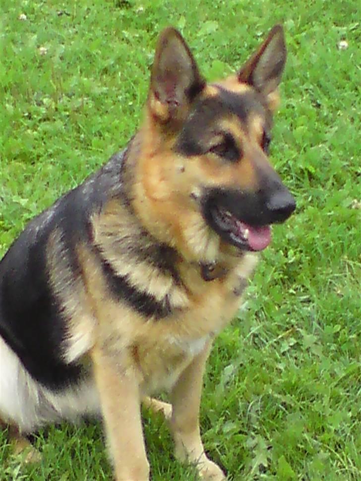 Schæferhund Leika billede 4