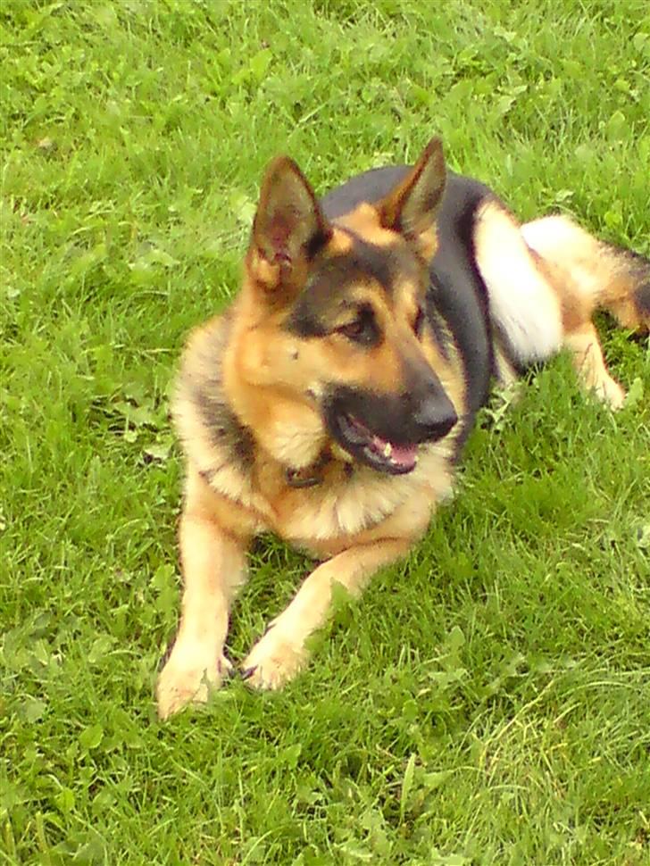 Schæferhund Leika billede 5