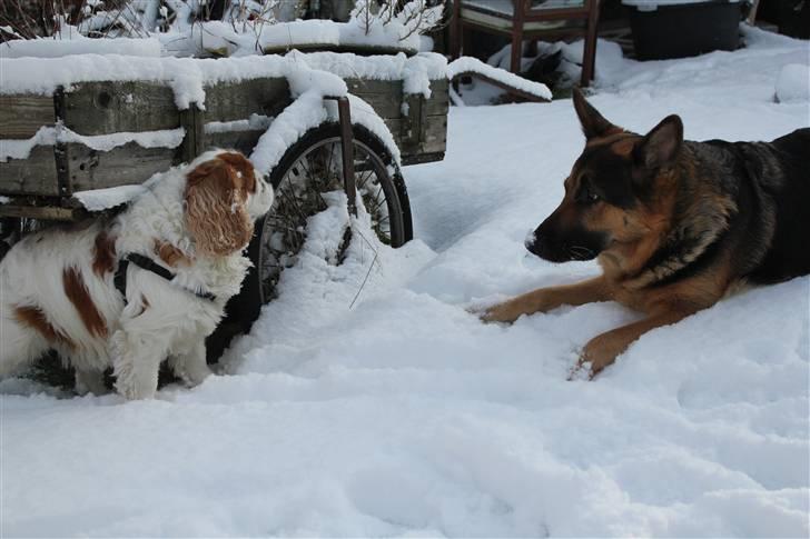 Schæferhund Leika billede 6