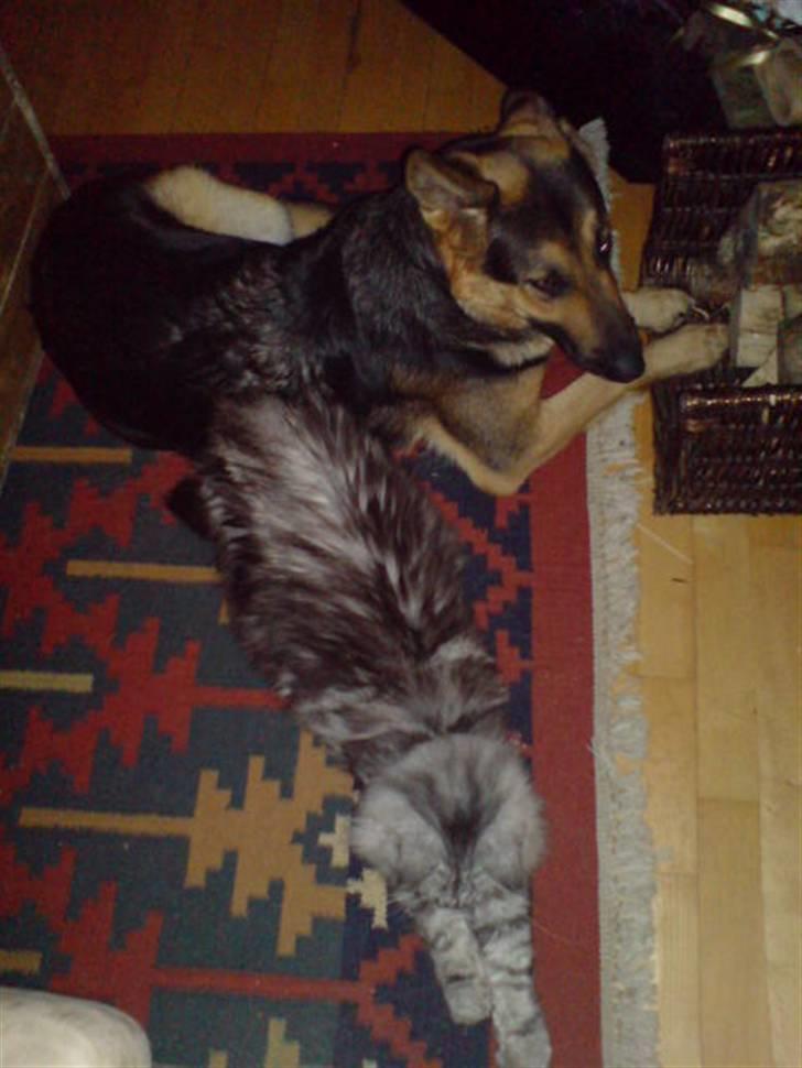 Schæferhund Leika - leika og jack liger og hygger vd brandovnen:) billede 7