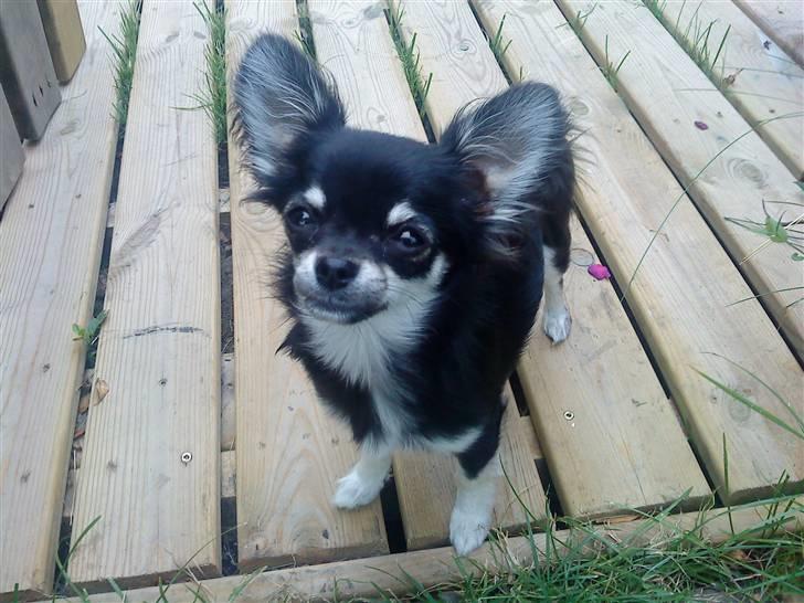 Chihuahua Fie / Fifferberg ;-) - Ude i mormor´s have :) billede 17