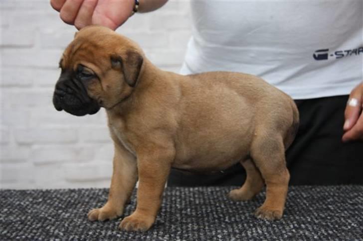 Bullmastiff Hot like Chili - Chili 5 uger... billede 1