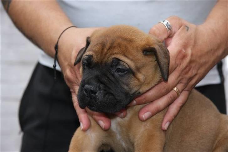 Bullmastiff Hot like Chili - Chili 5 uger... billede 2