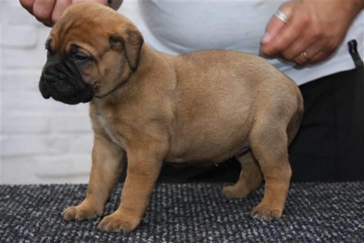 Bullmastiff Hot like Chili - Chili 5 uger... billede 3