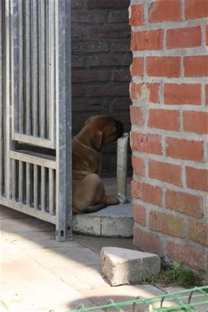 Bullmastiff Hot like Chili - Chili 6 uger...  Den ordner jeg lige.... billede 4