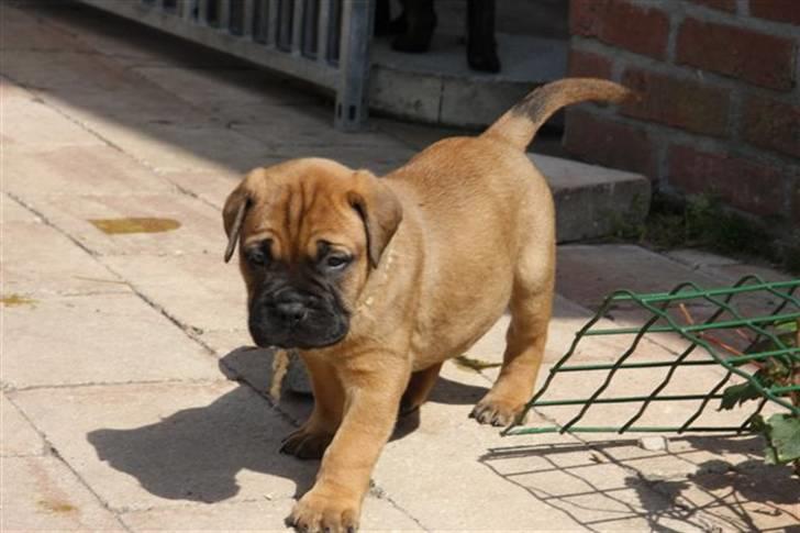 Bullmastiff Hot like Chili - Chili 6 uger...  billede 5